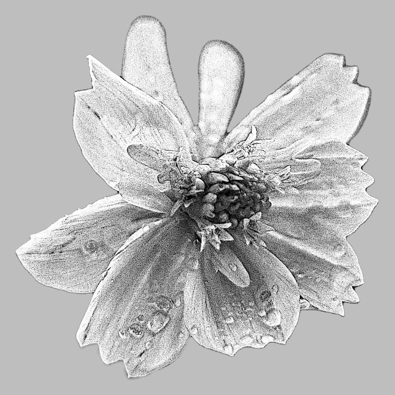 fleur