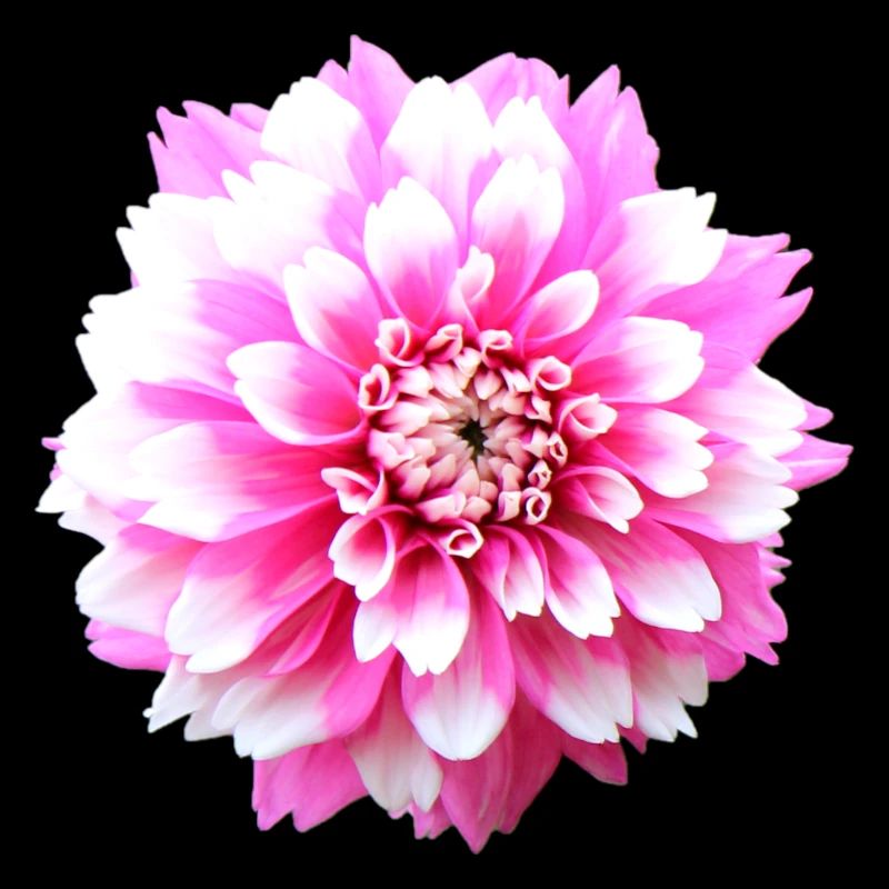 Fleur Rose Rose Fleur Fleurs Rose Rose Fleurs