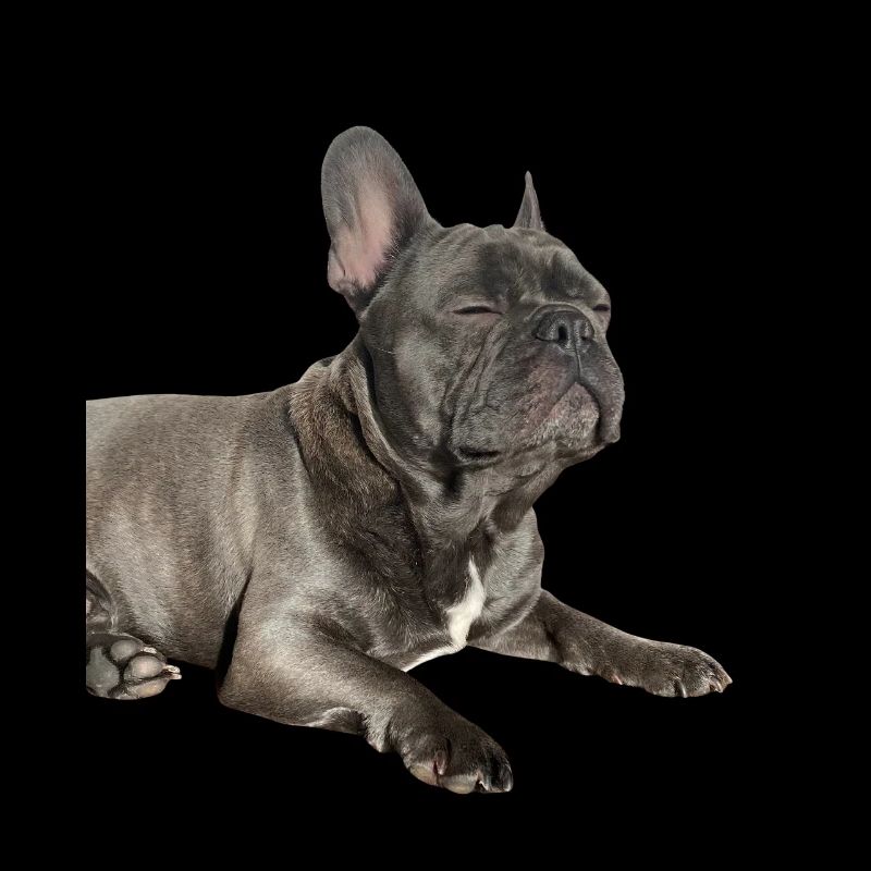 Bouledogue français endormi