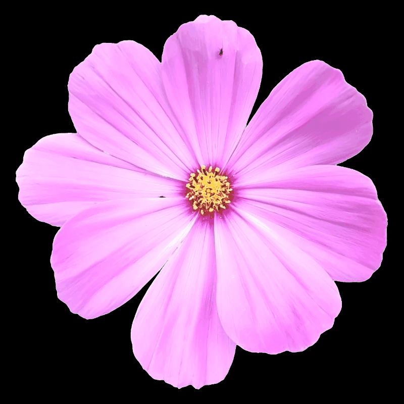 Blume