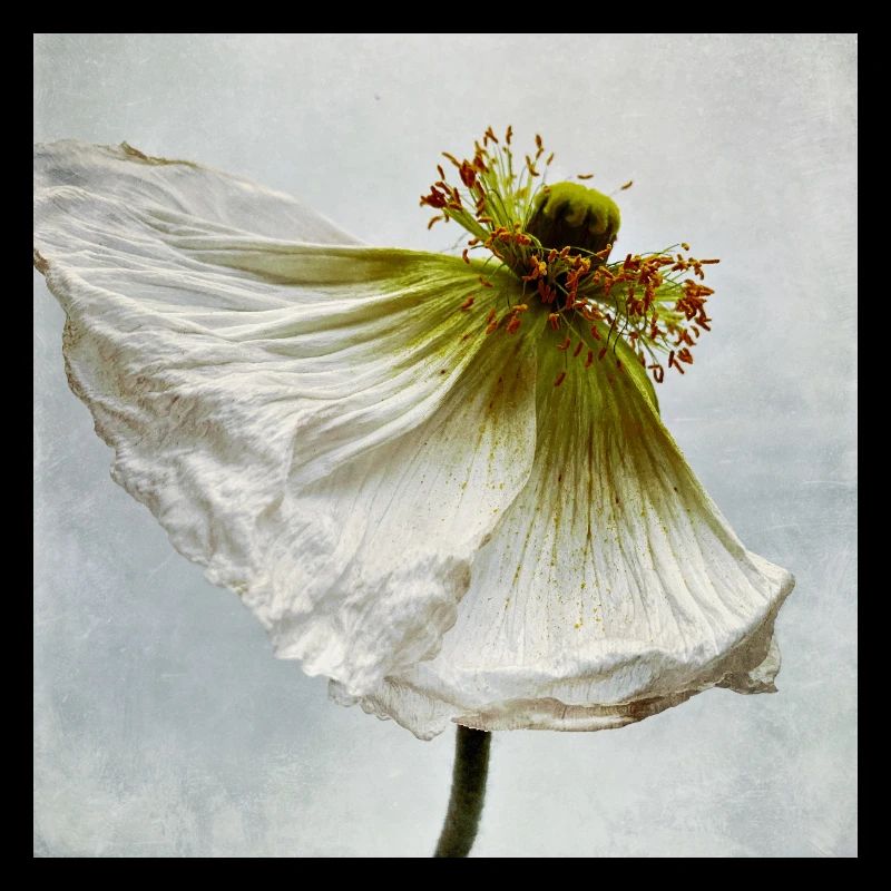 White Poppy