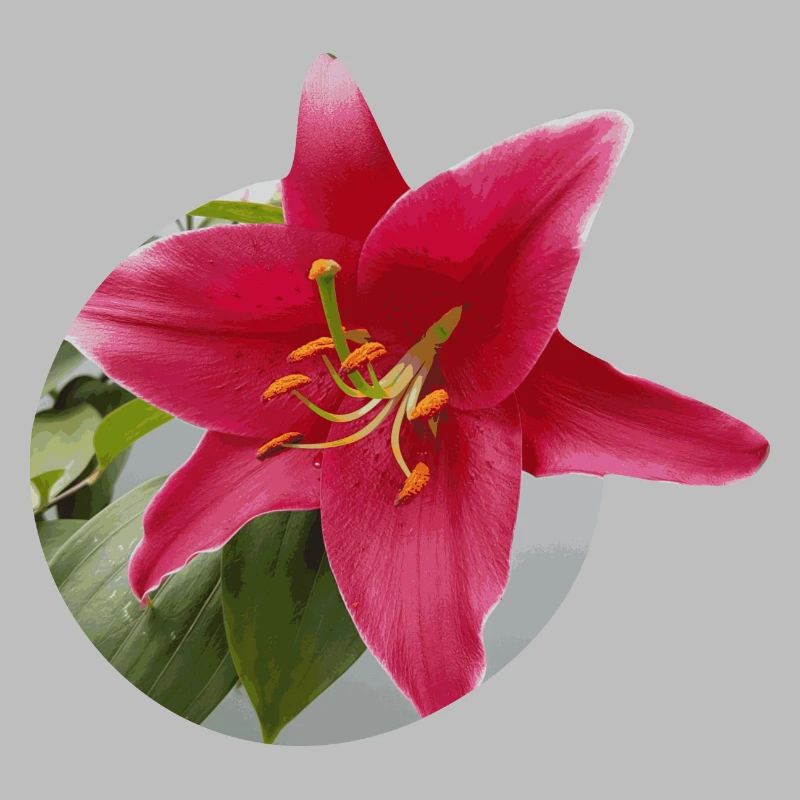 Lily2