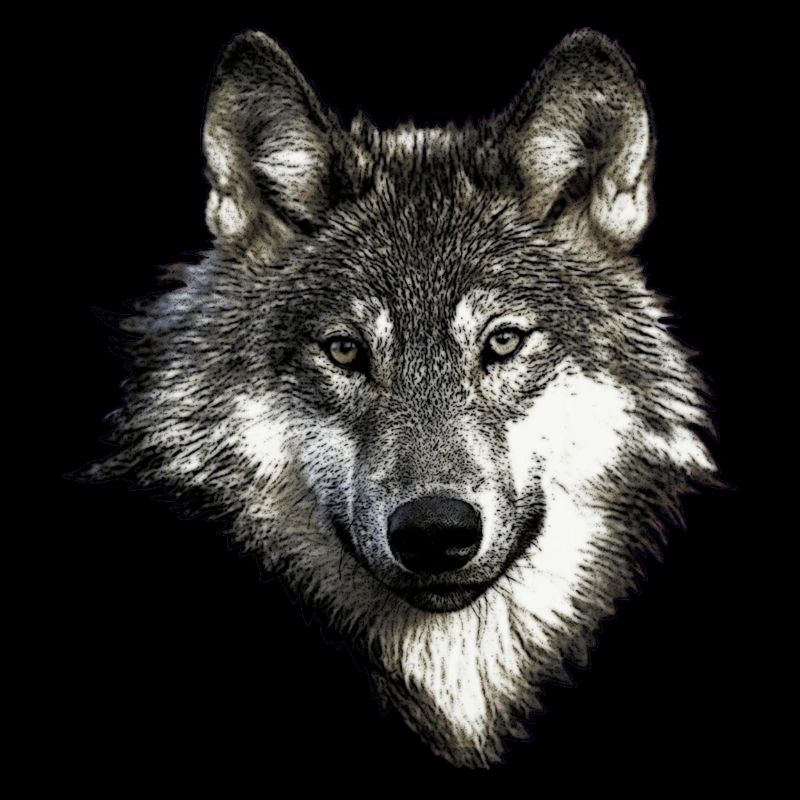Visage de loup