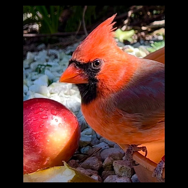 Nördlicher Kardinal