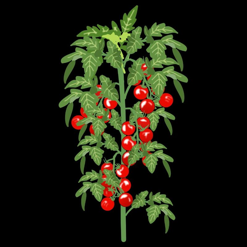 Plant de tomate