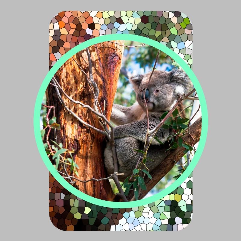 Australien: Süßer Koala mit grafischem Rahmen