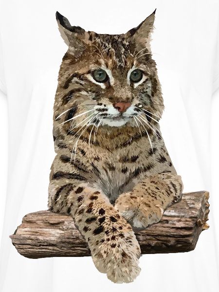 Luchs