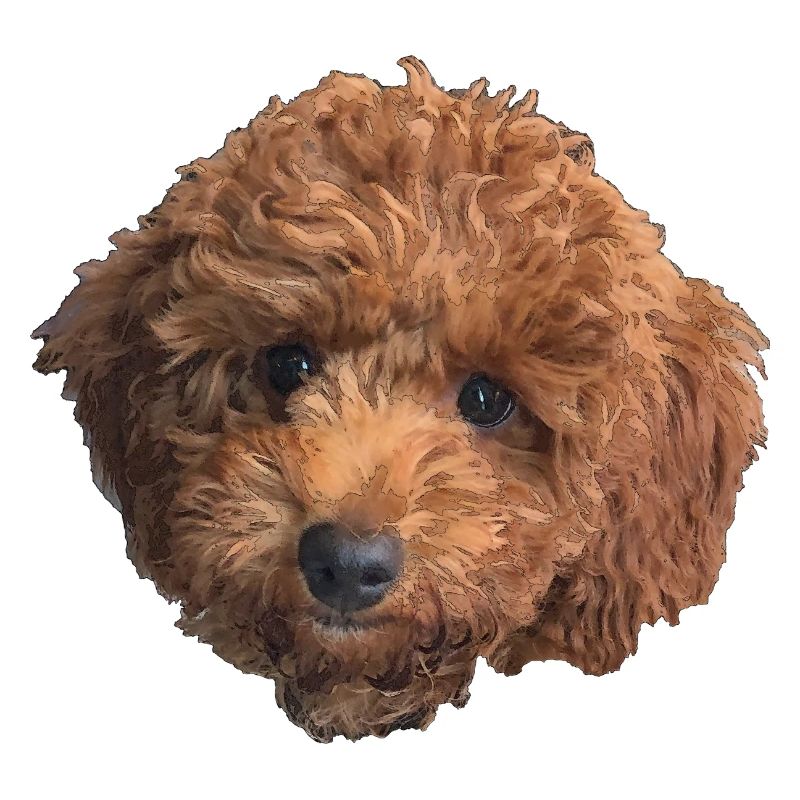 Pudelwelpe - Comicstyle