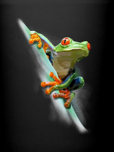 Grenouille