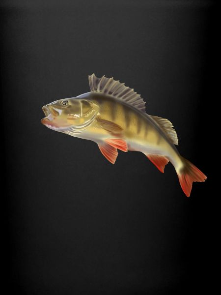 Perch