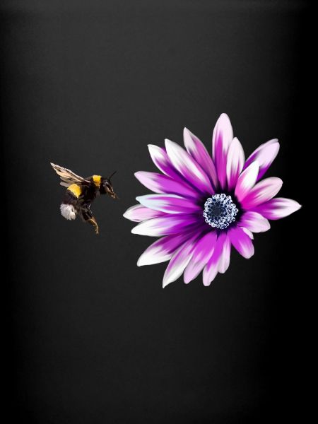 Bumblebee and flower