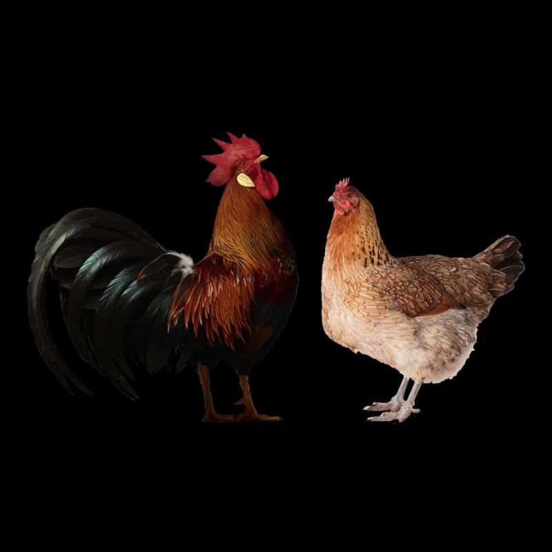 coq et poule am431