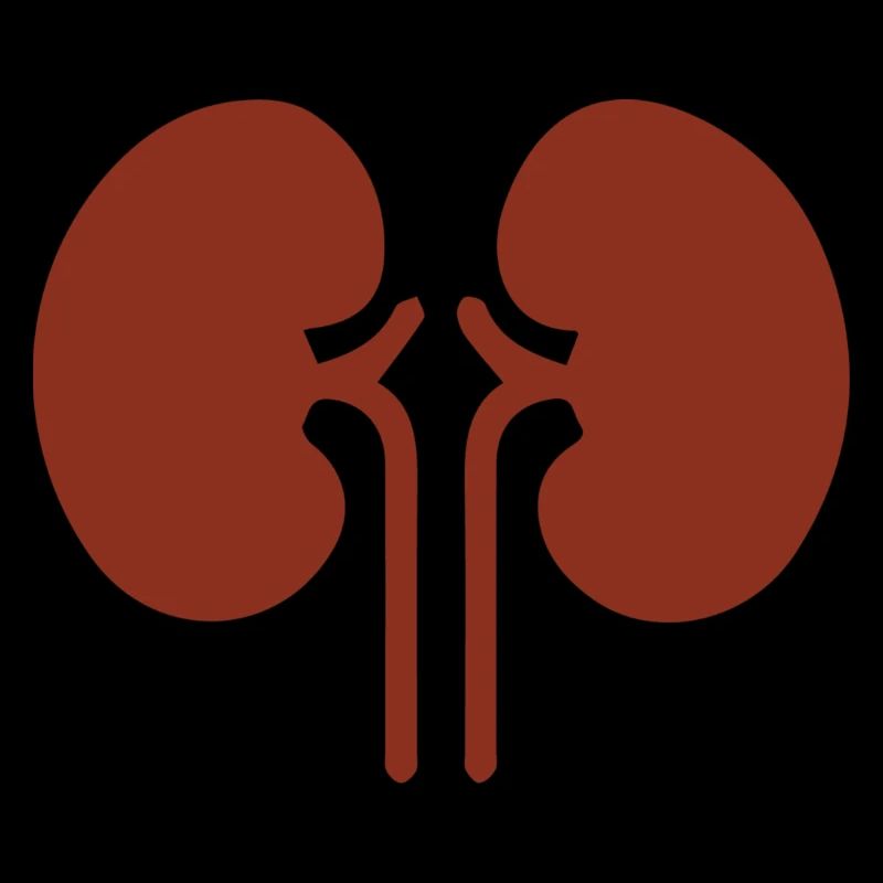 Niere kidney Herz-Kreislauf Stoffwechsel