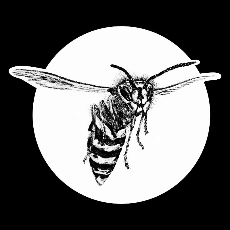 Guêpe - Abeille - Insecte