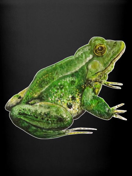 Grenouille Verte