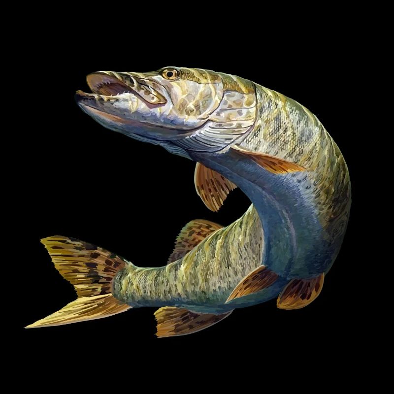Brochet