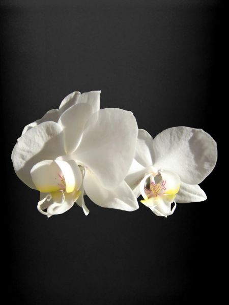 Orchidée blanche