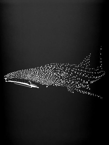 Requin-baleine