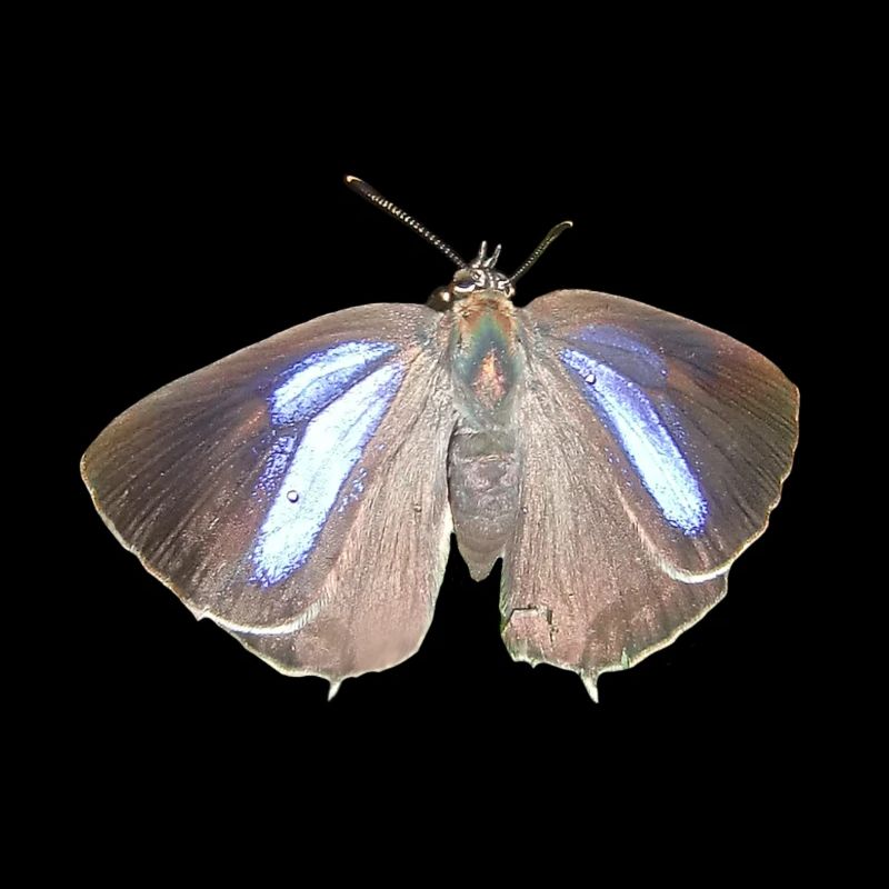 Blauer Eichen-Zipfelfalter