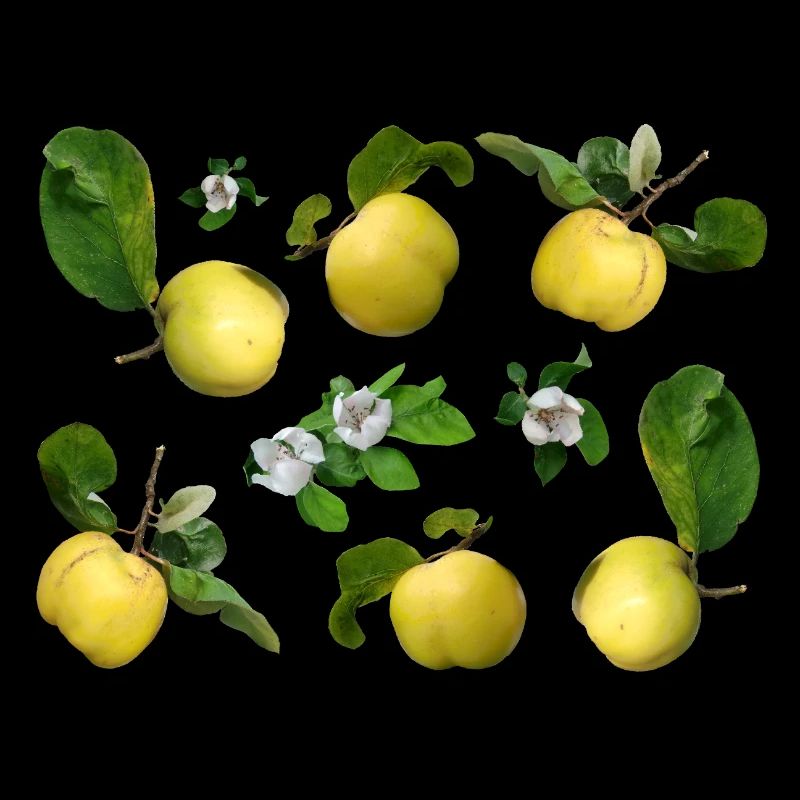 Quitten mit Quittenblüten