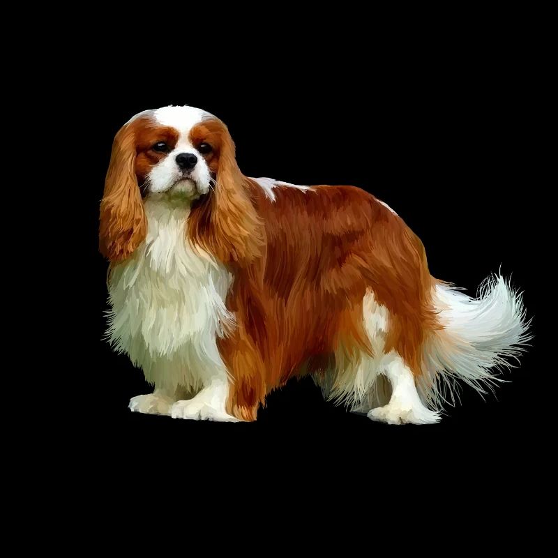 Cavalier King Charles Spaniel
