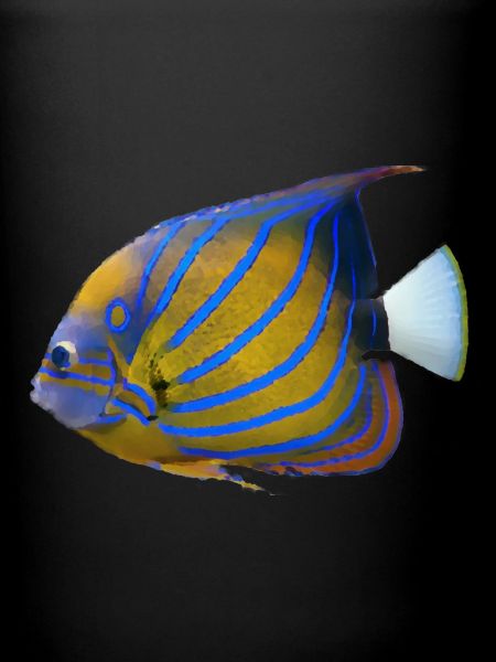 poisson tropical