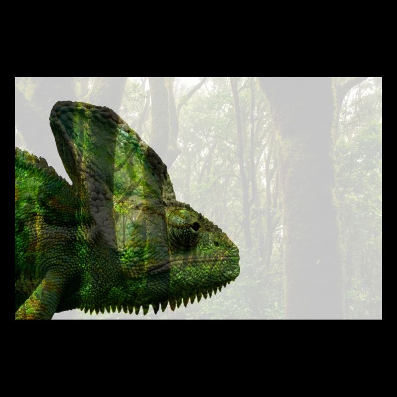 Caméléon voilé