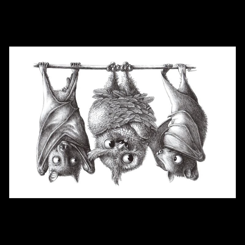 Chouette et chauve-souris vampire