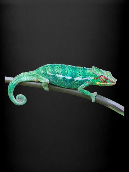 Caméléon