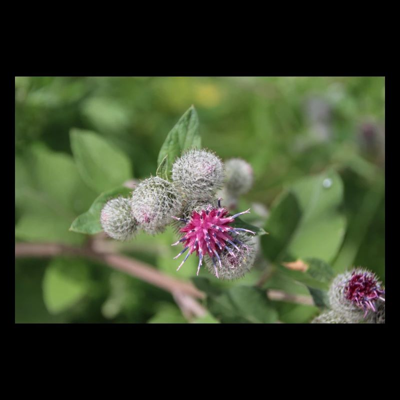 Burdock