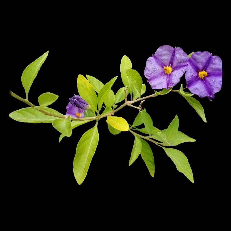 GENTIAN