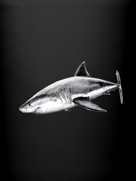 Great white shark