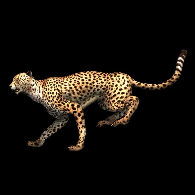 Guépard - Léopard à la course