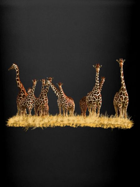 Giraffes