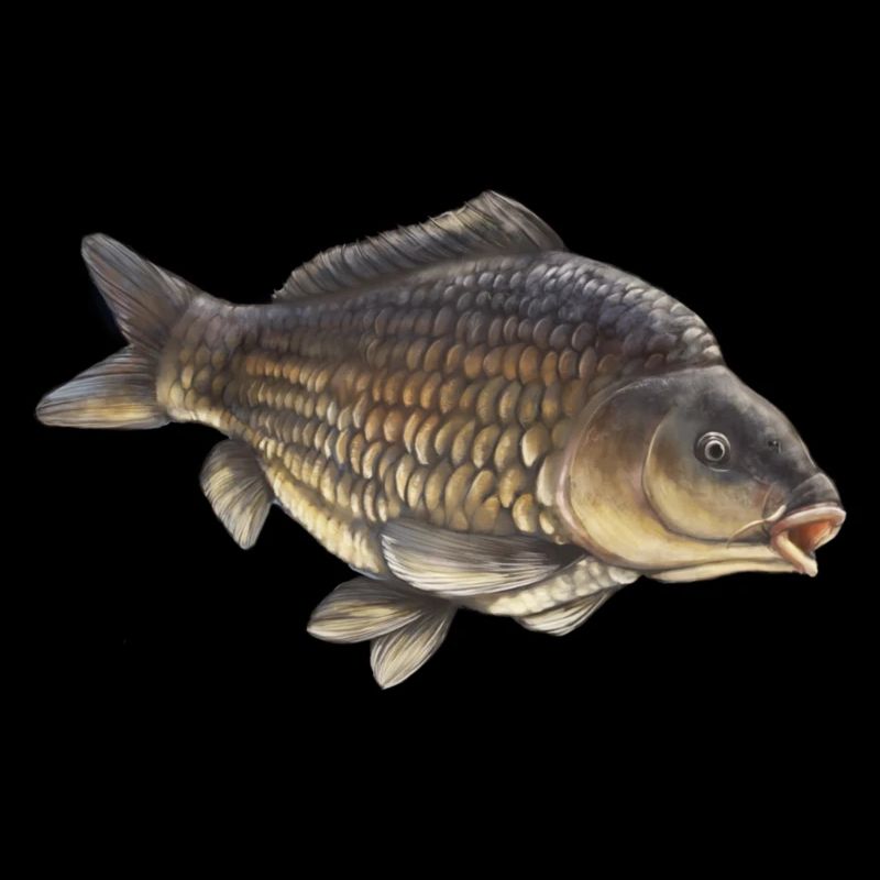 Conception courante de la pêche à la carpe Carpe réaliste