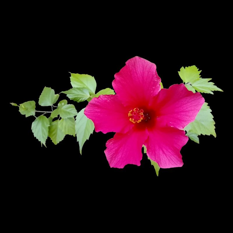 Hibiscus de Chine – Fleurs exotiques