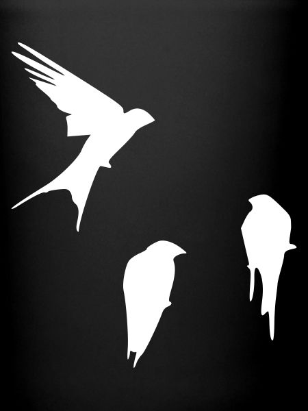 swallows