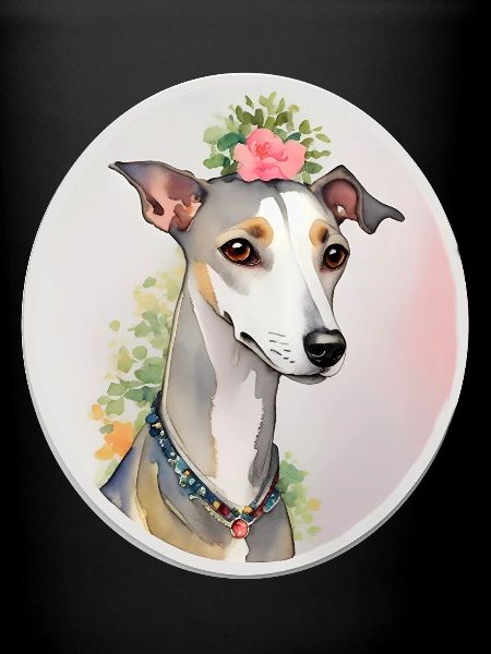 Whippet