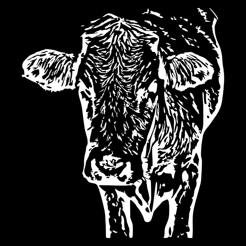 Tête de vache blanche