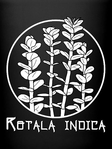 Rotala indica