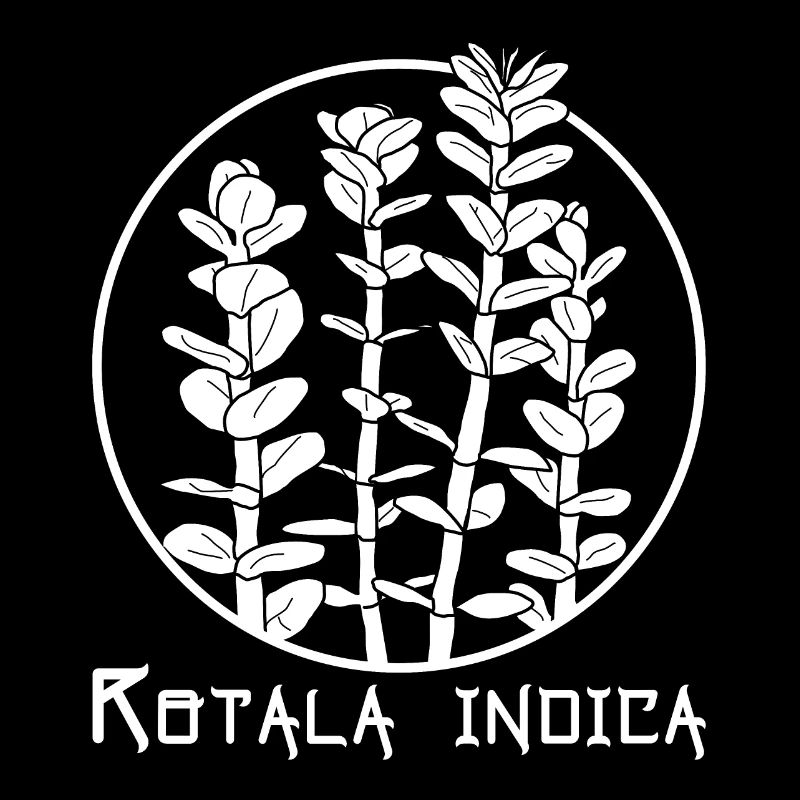 Rotala indica
