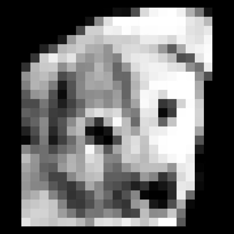 Pixel Jindo chiot