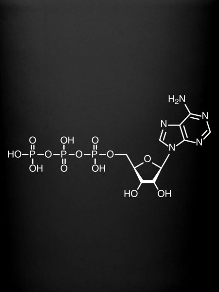 ATP - adénosine triphosphate - blanc