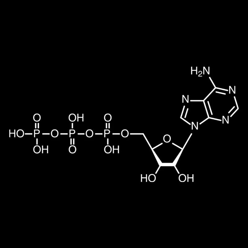ATP - Adenosintriphosphat - weiß