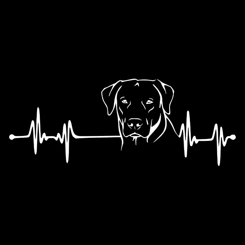 Labrador Retriever - Heartbeat
