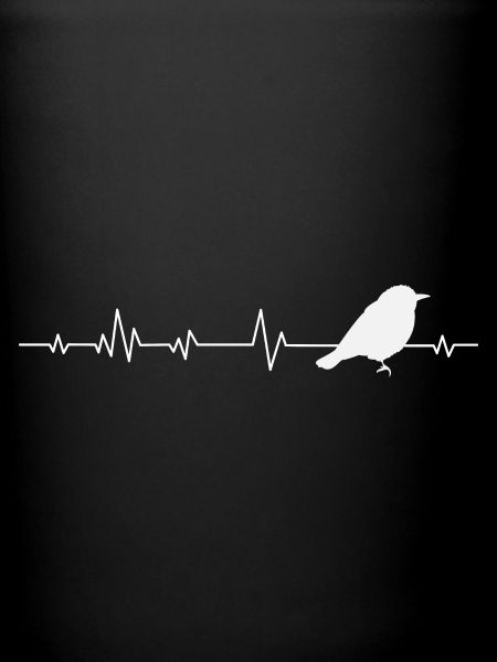 Oiseaux oiseaux