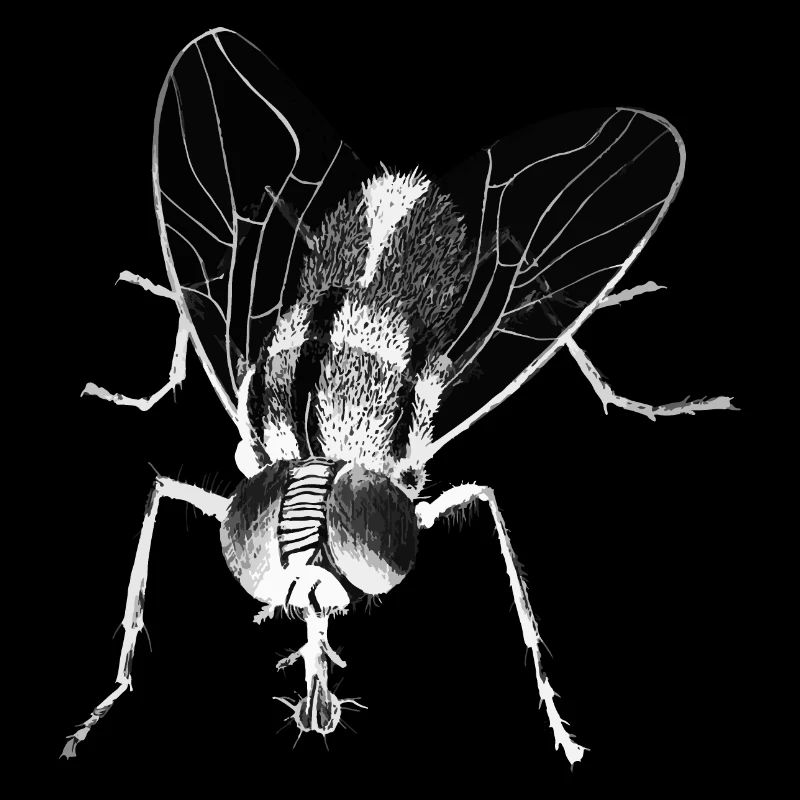 Mouche - Insecte