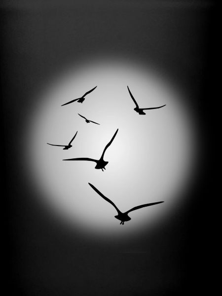 vol d'oiseaux