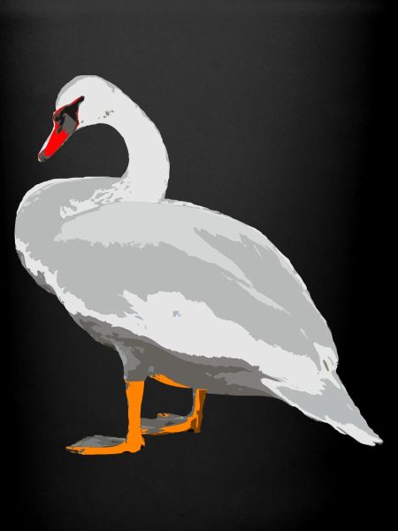 cygne