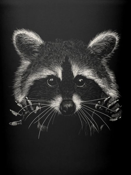 Waschbär